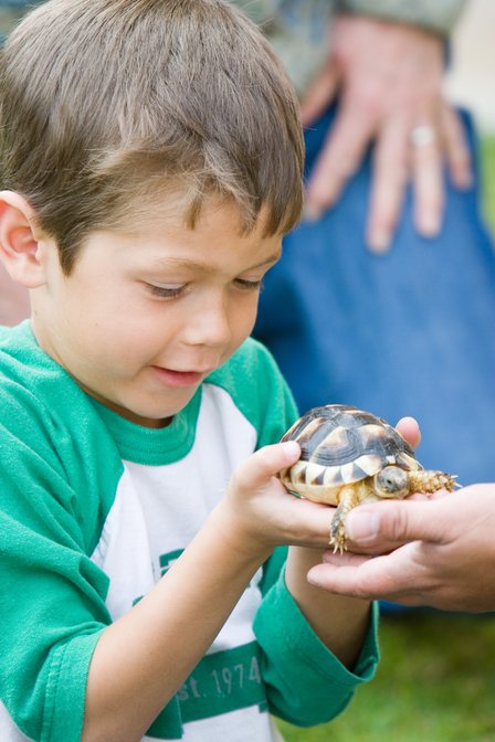 Ethan Turtle