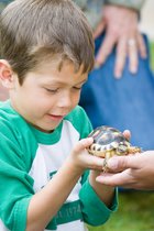Ethan Turtle