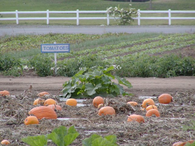 Tomato sign