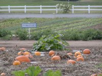 Tomato sign