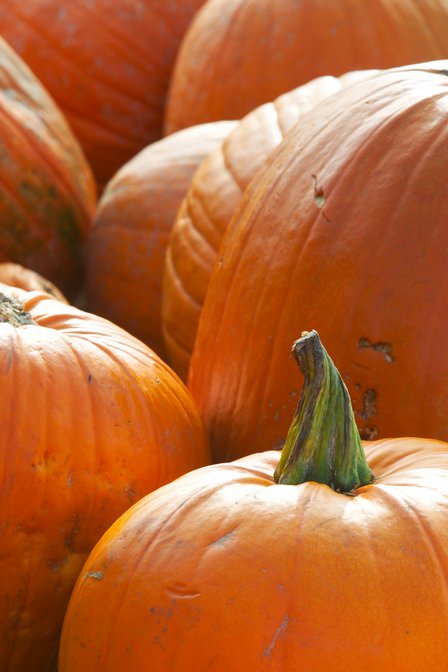 Orange Pumpkins