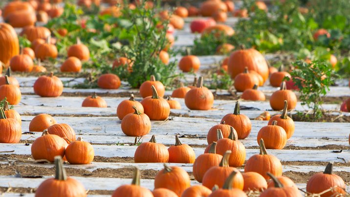 Pumpkin Patch, I