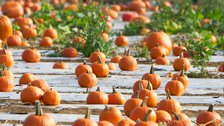 Pumpkin Patch, I