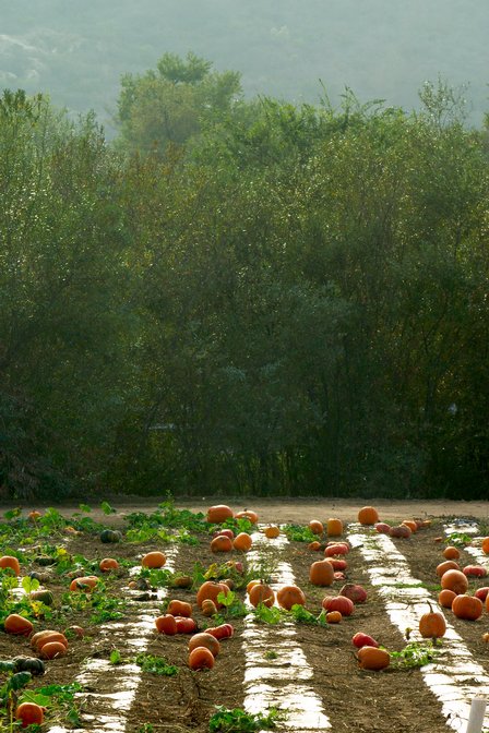Pumpkin Patch, II