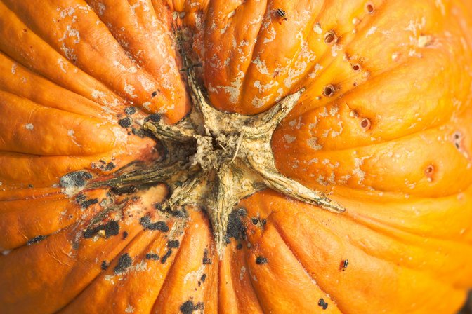 Pumpkin Top