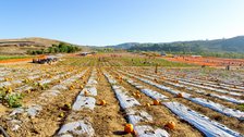 Pumpkin Fields, II