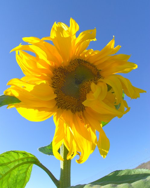 Sunflower, II