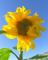 Sunflower, II