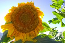 Sunflower, III