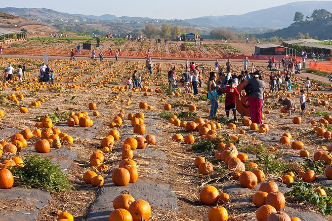 Pumpkin Fields, III