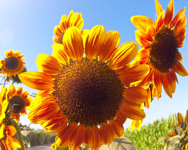 Sunflowers, II