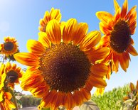 Sunflowers, II