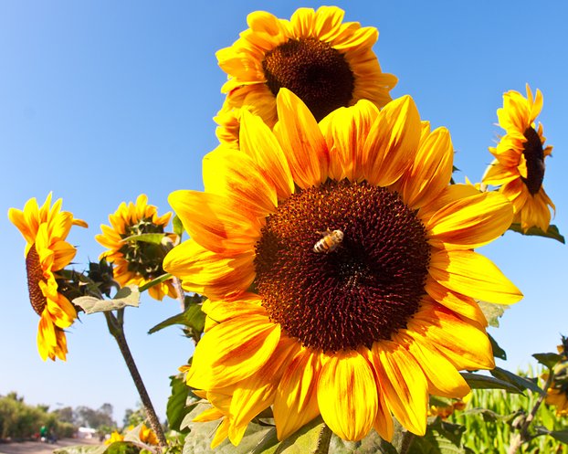 Sunflowers, III