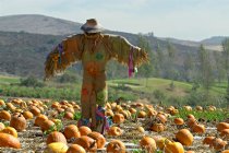 Scarecrow