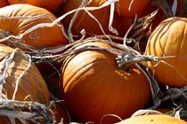 Pumpkins, I