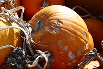 Pumpkins, IV