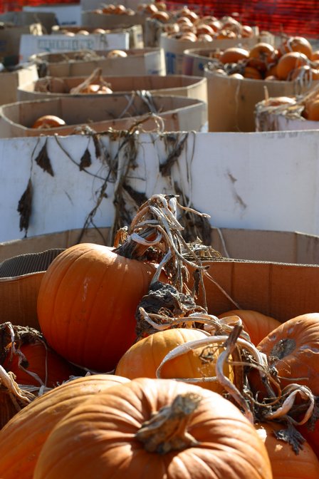 Pumpkins, V
