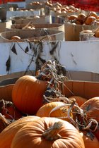 Pumpkins, V