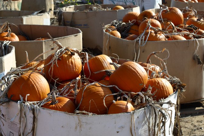 Pumpkins, VI