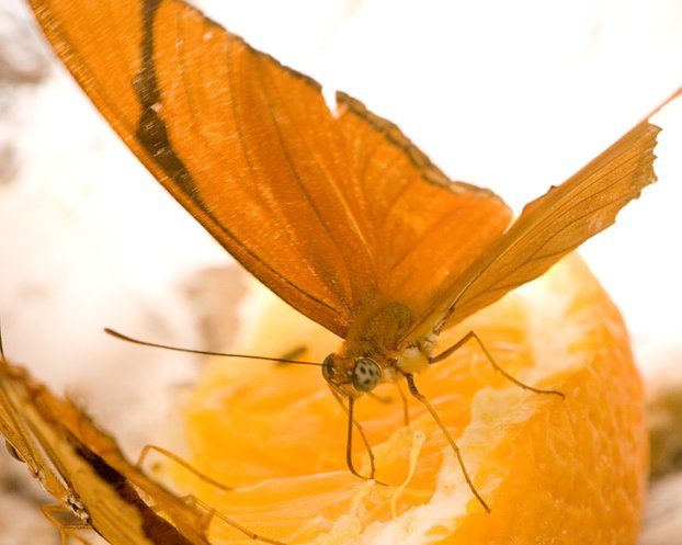 Butterfly House, I