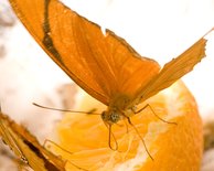 Butterfly House, I