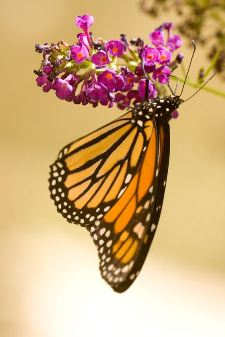 Butterfly House, II
