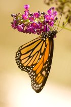 Butterfly House, II