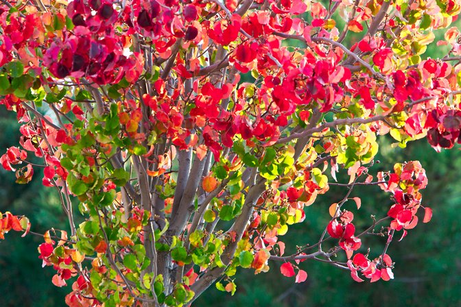 Red Leaves
