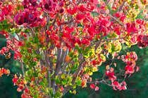 Red Leaves