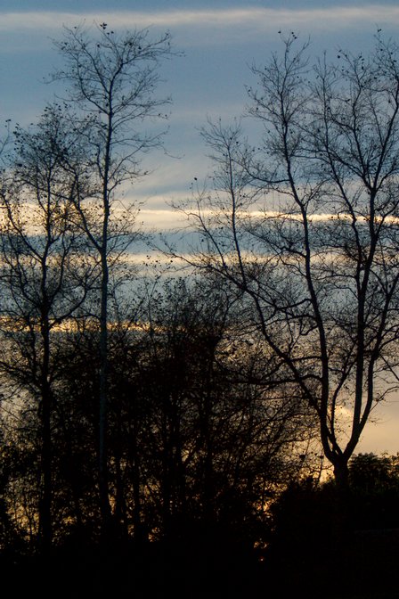 Silhouetted Trees