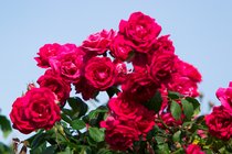 Mothers Day Roses
