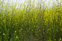Mustard, I