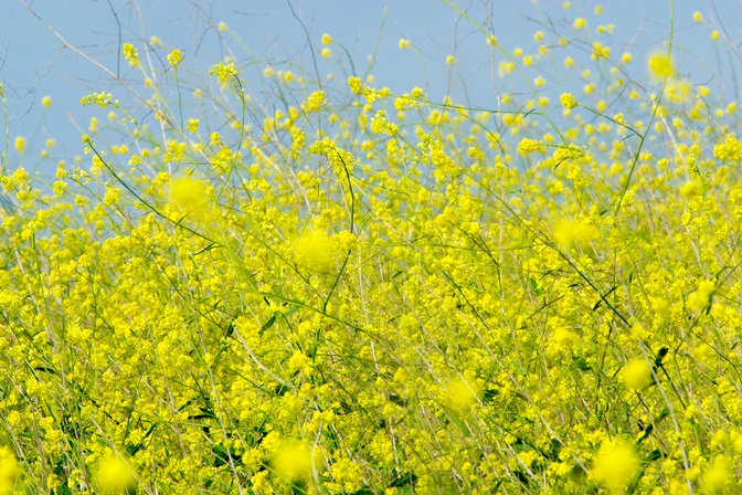 Mustard, II