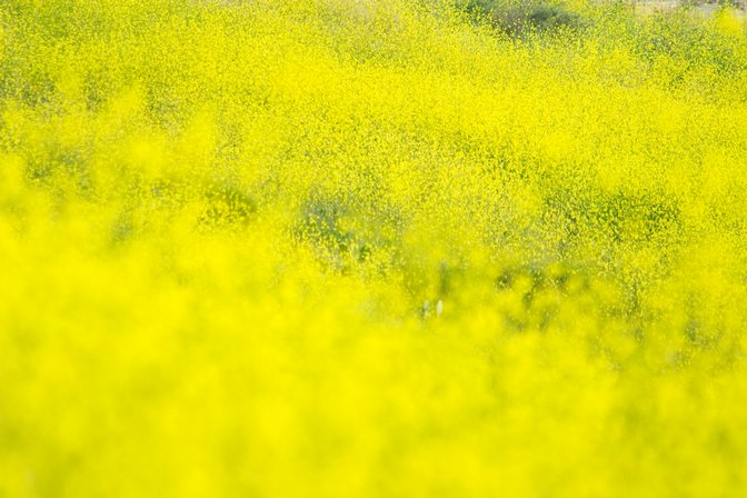 Mustard, III
