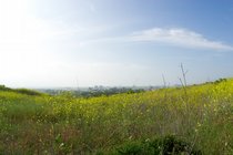 Mustard Cityscape