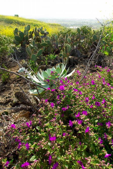 Purple Flowers