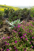 Purple Flowers