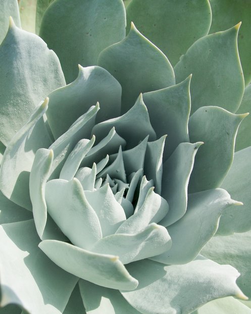 Succulent