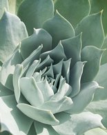 Succulent