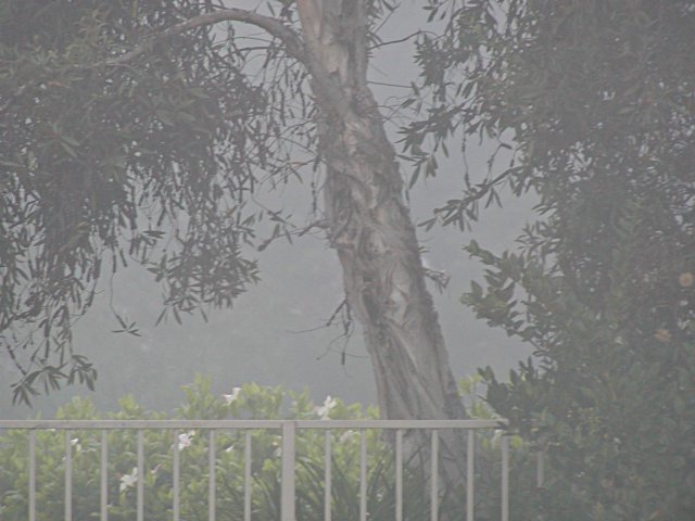 Eucalyptus