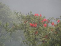 Honeysuckle