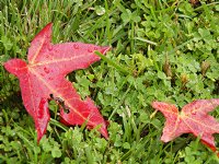 Liquid amber leaf