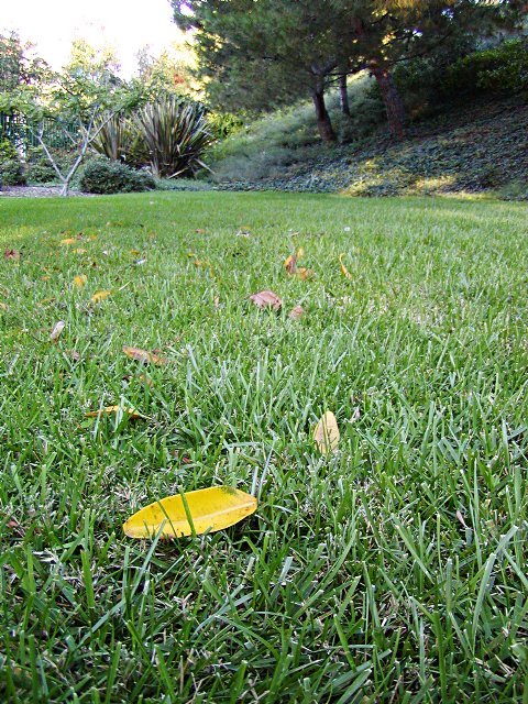 Magnolia leaf