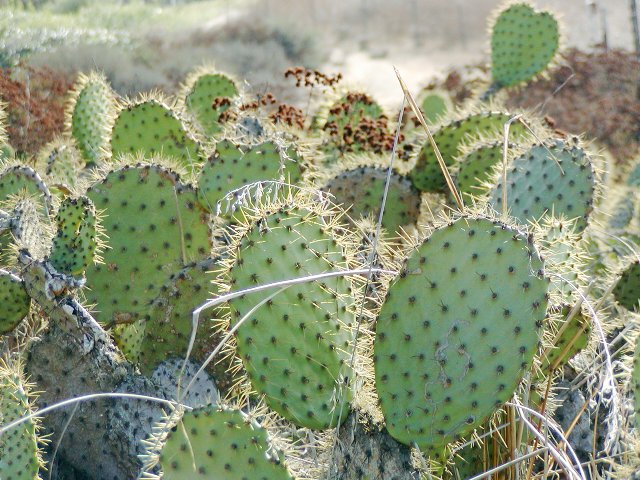 Prickly pear
