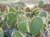 Prickly pear