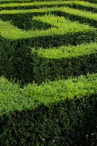 Maze, III