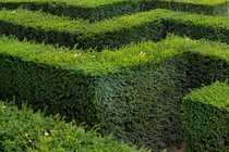 Maze, IV