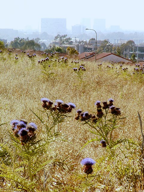 Campus View