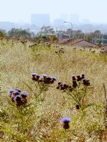 Campus View