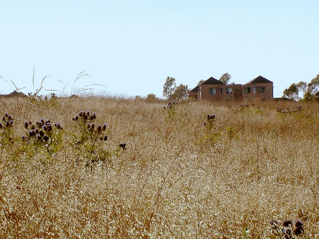 Palos Verdes
